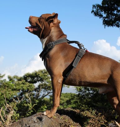 Amazing photo of a brown dog posing attractively on a rock. In the background you can see a blue sky and the green of the leaves of the trees.