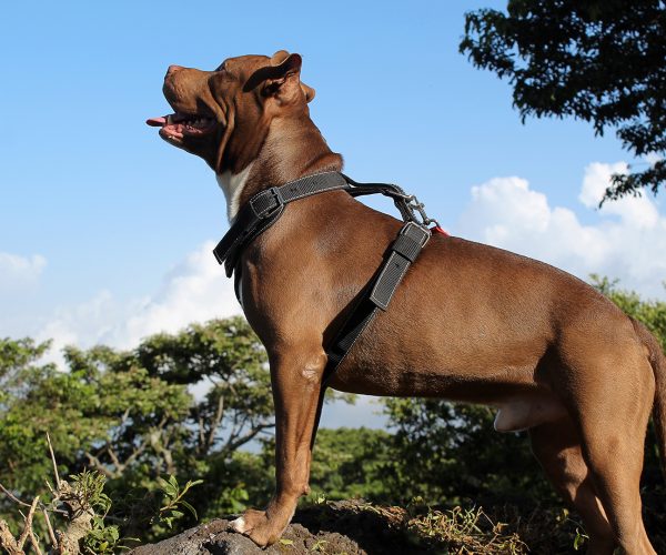 Amazing photo of a brown dog posing attractively on a rock. In the background you can see a blue sky and the green of the leaves of the trees.